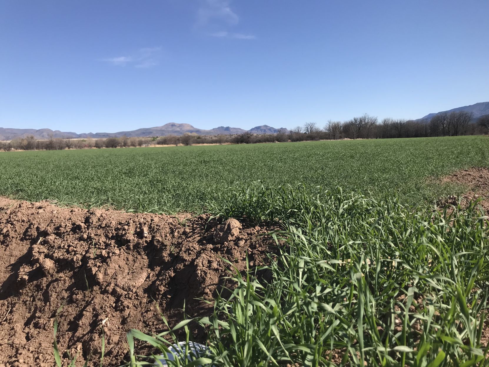 Barley in Verde Valley